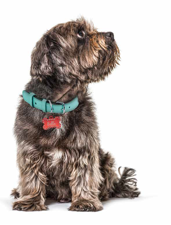Personalized Pet Collar – Shawnee Elementary Fundraiser